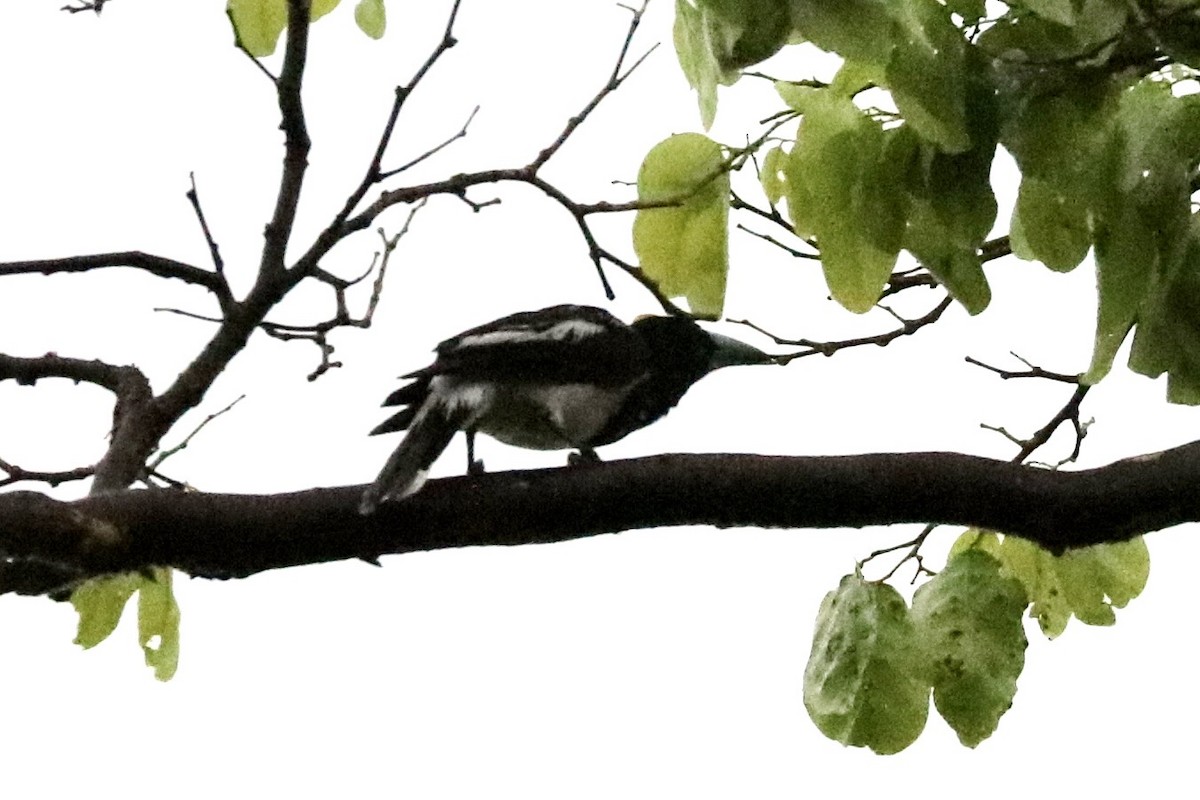 Papua Alaca Kasapkuşu - ML647490841