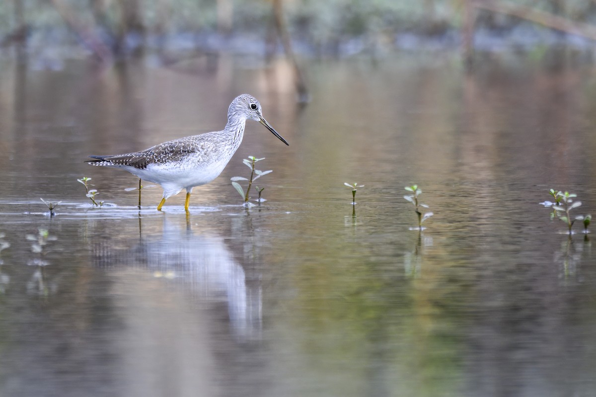 Büyük Sarıbacak - ML647490842