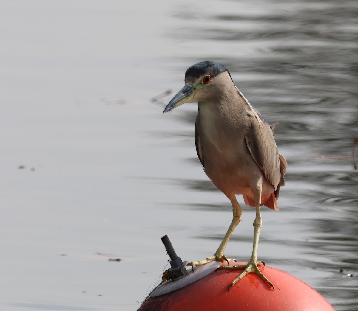 Gece Balıkçılı - ML647490843