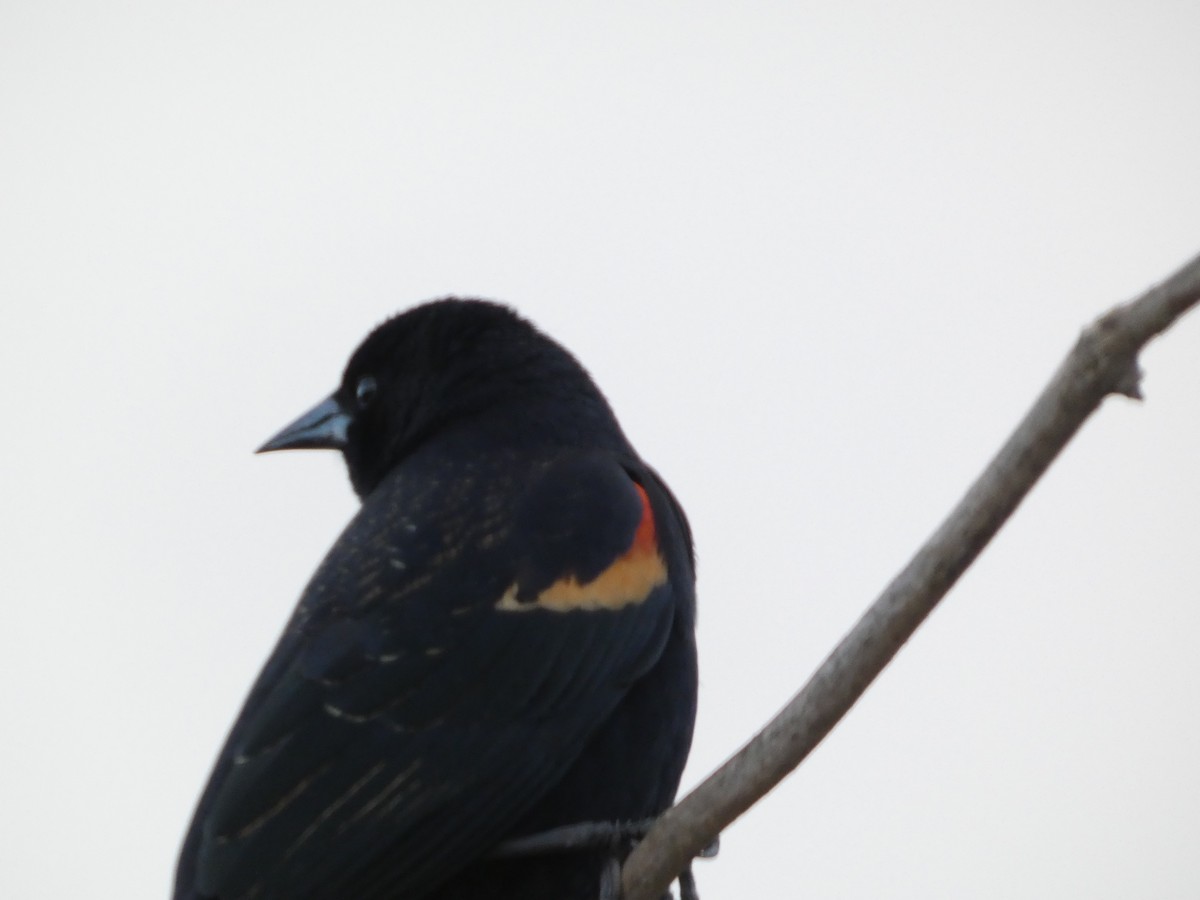 Al Kanatlı Karatavuk - ML647490846