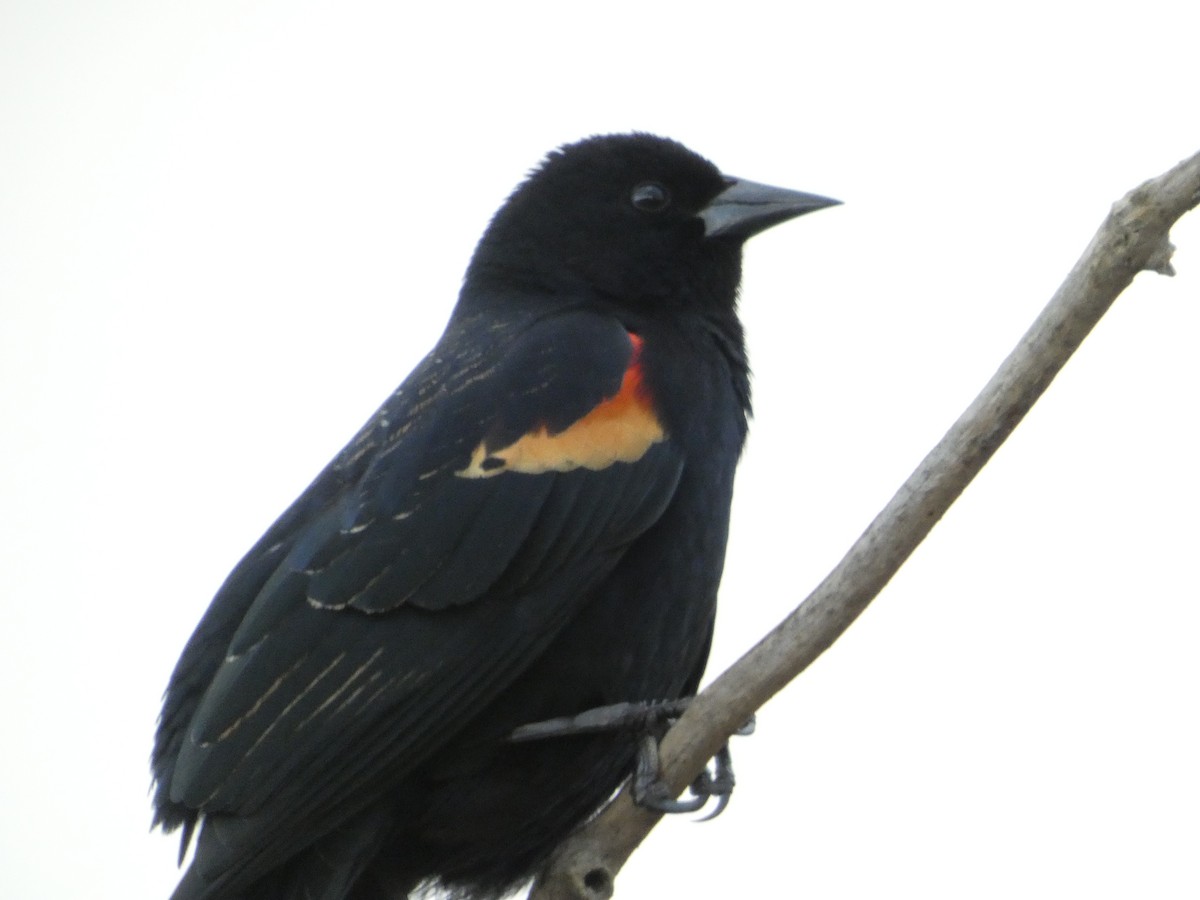 Al Kanatlı Karatavuk - ML647490847