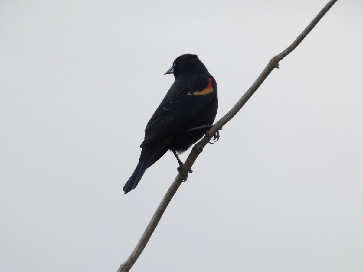 Al Kanatlı Karatavuk - ML647490848