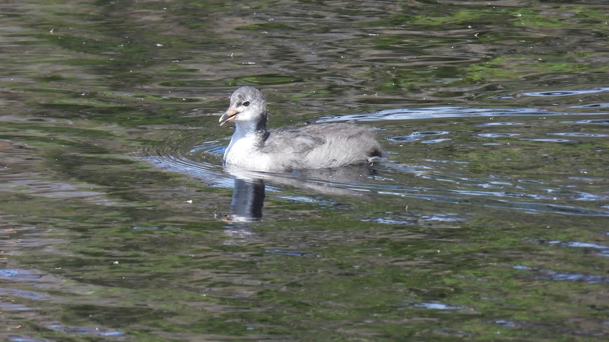 Sakarmeke - ML647490849