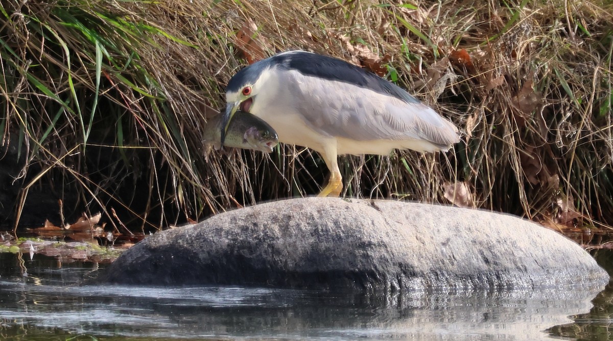 Gece Balıkçılı - ML647490850