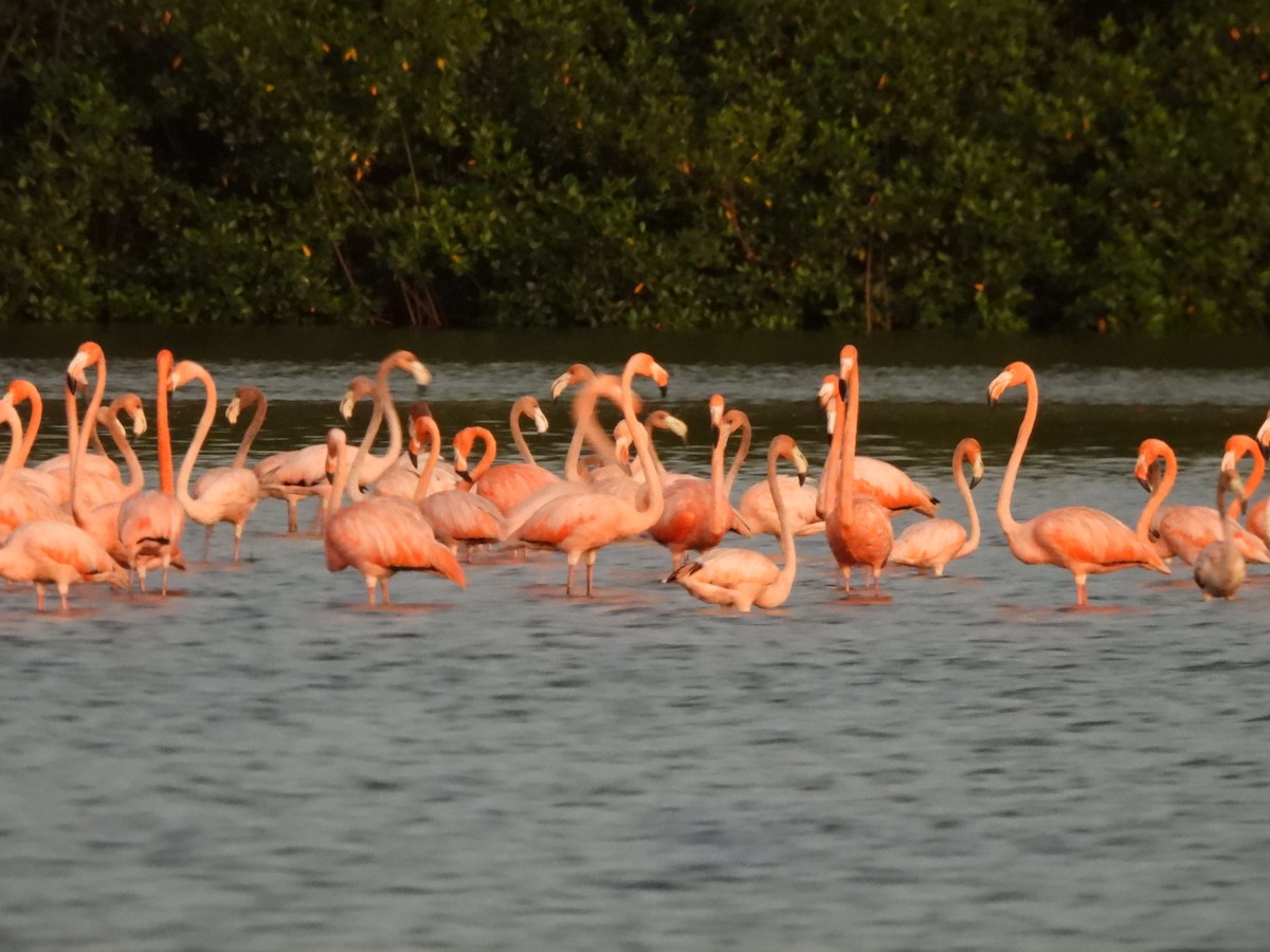 Amerika Flamingosu - ML647490852