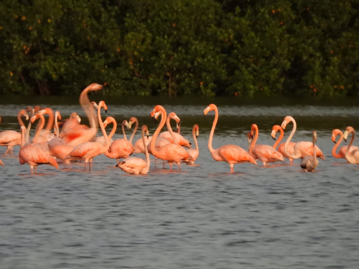 Amerika Flamingosu - ML647490853