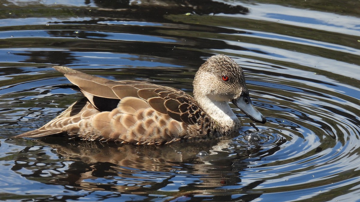 Avustralya Gri Çamurcunu - ML647490857