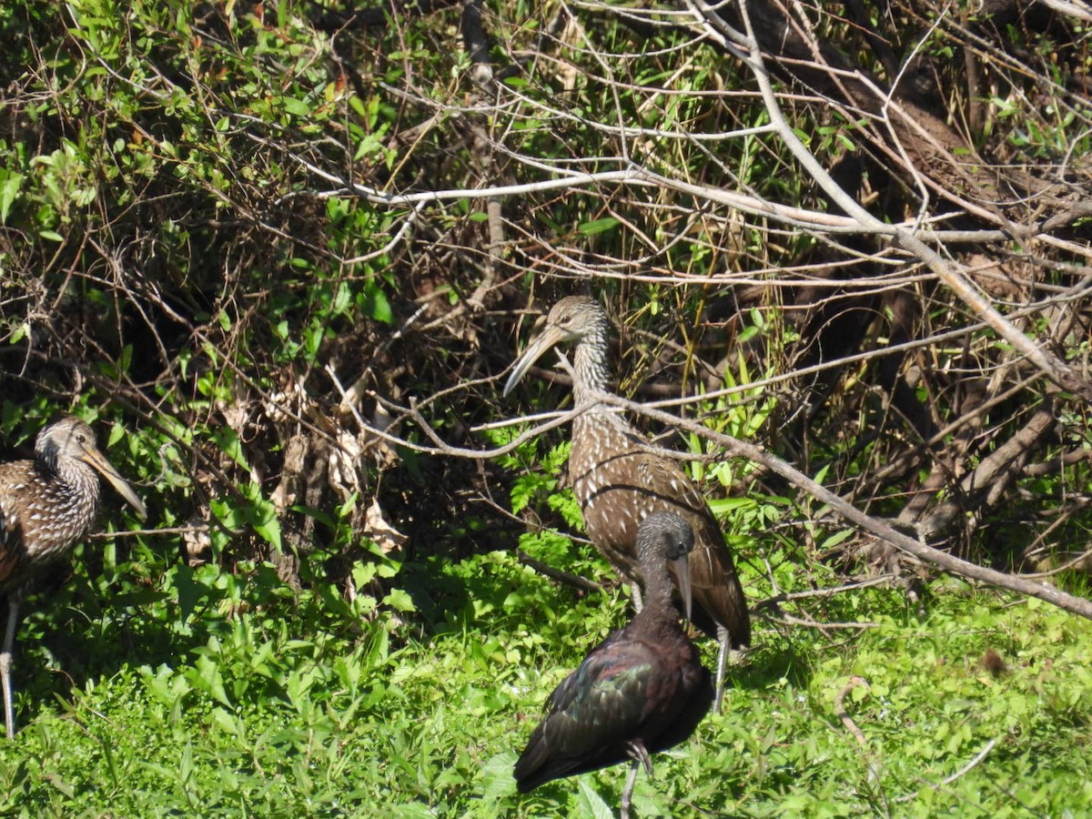 Çeltikçi - ML647490861