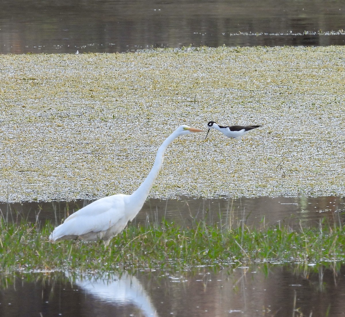 Büyük Ak Balıkçıl - ML647490863