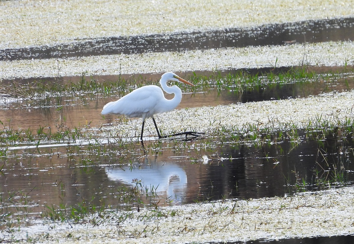 Büyük Ak Balıkçıl - ML647490864