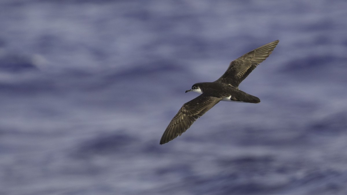 Tropikal Yelkovan (bailloni) - ML647490868