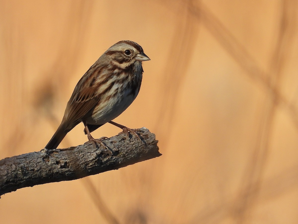 Ötücü Serçe - ML647490871