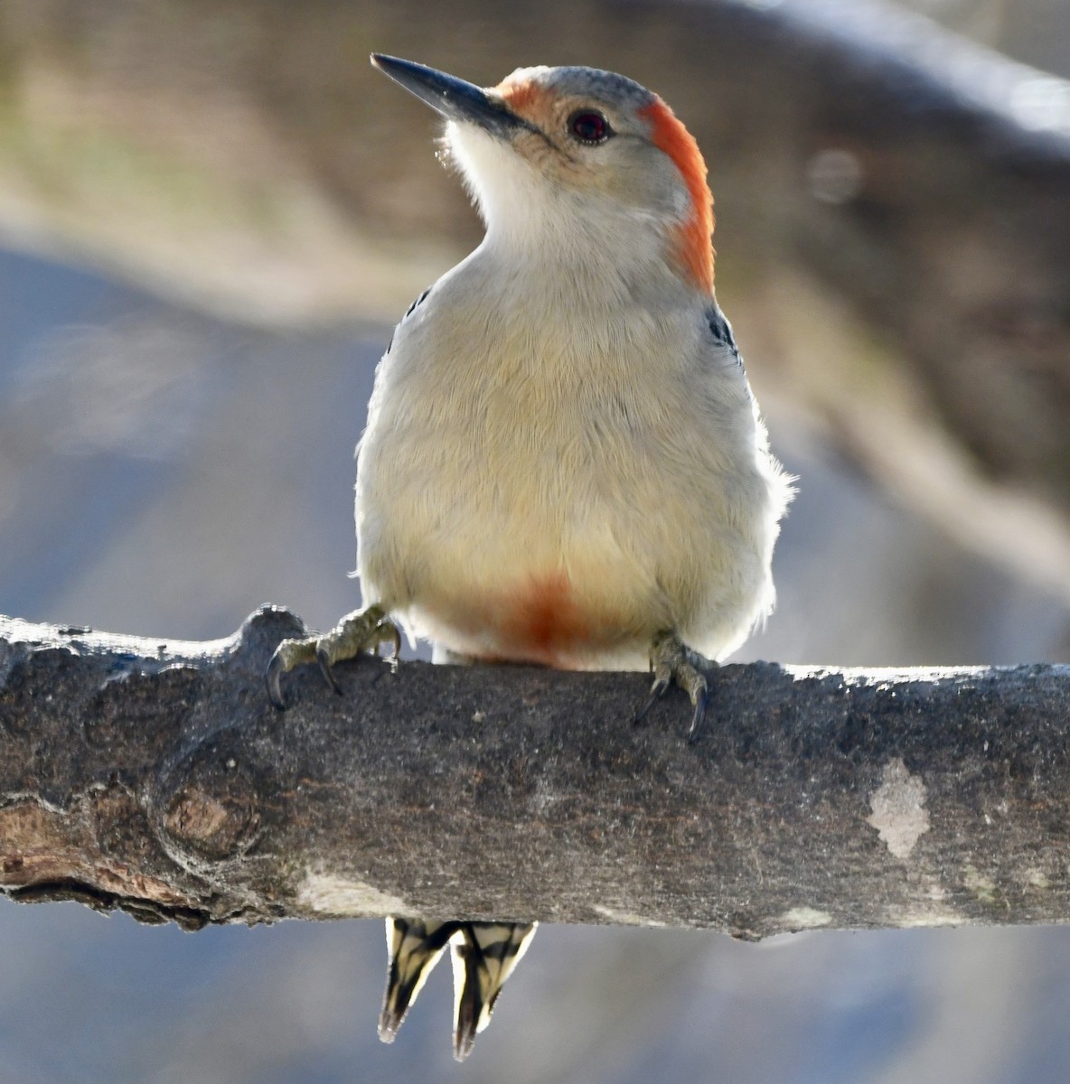 Kızılca Karınlı Ağaçkakan - ML647490872