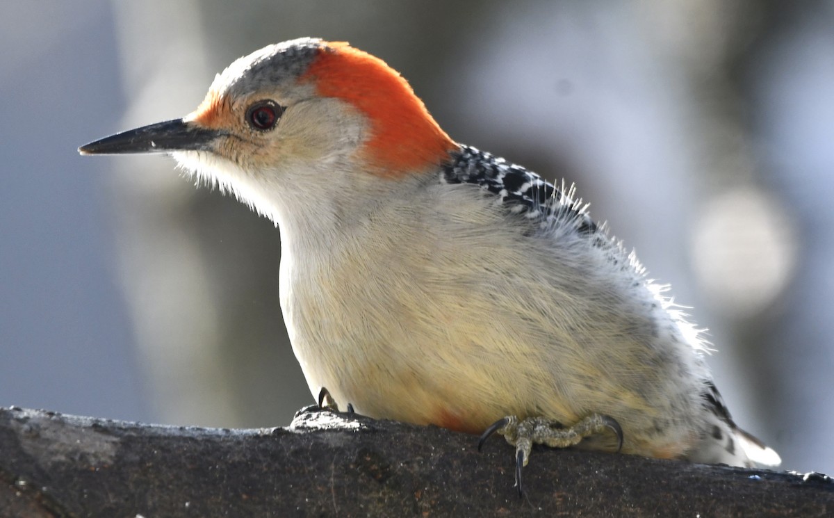 Kızılca Karınlı Ağaçkakan - ML647490873