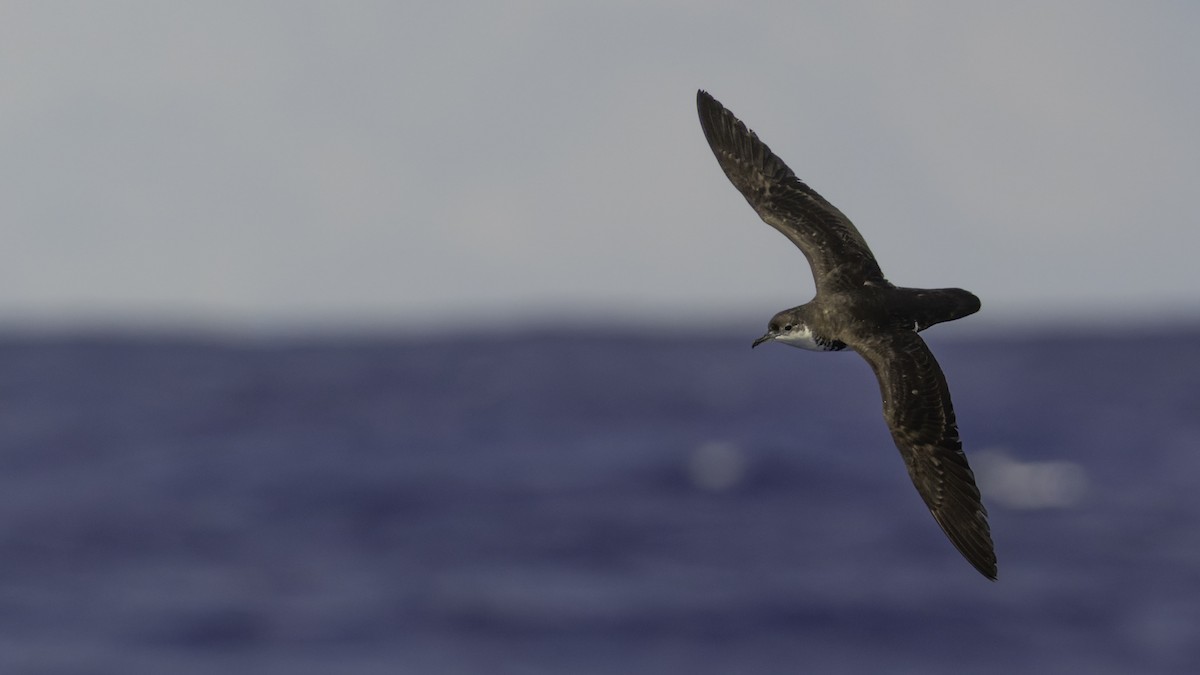 Tropikal Yelkovan (bailloni) - ML647490874