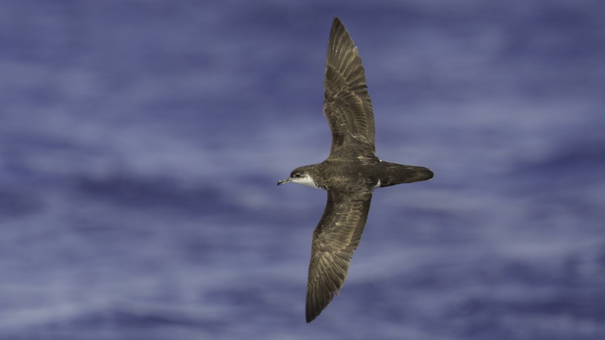 Tropikal Yelkovan (bailloni) - ML647490876