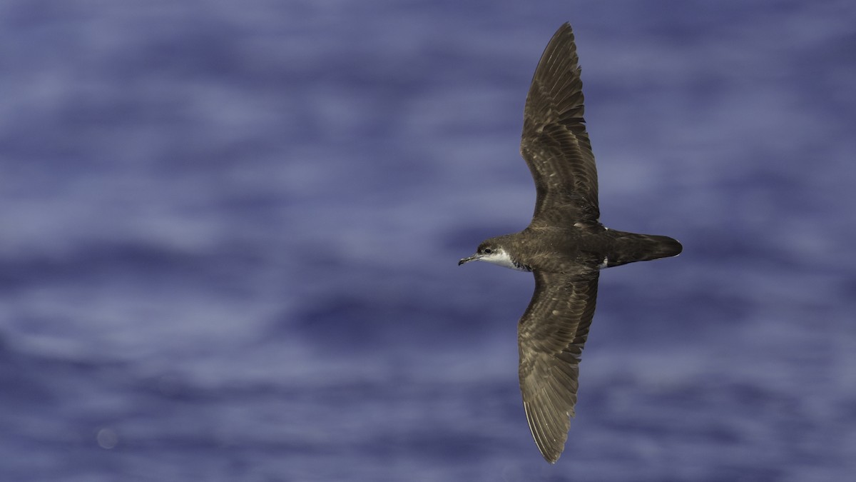 Tropikal Yelkovan (bailloni) - ML647490877