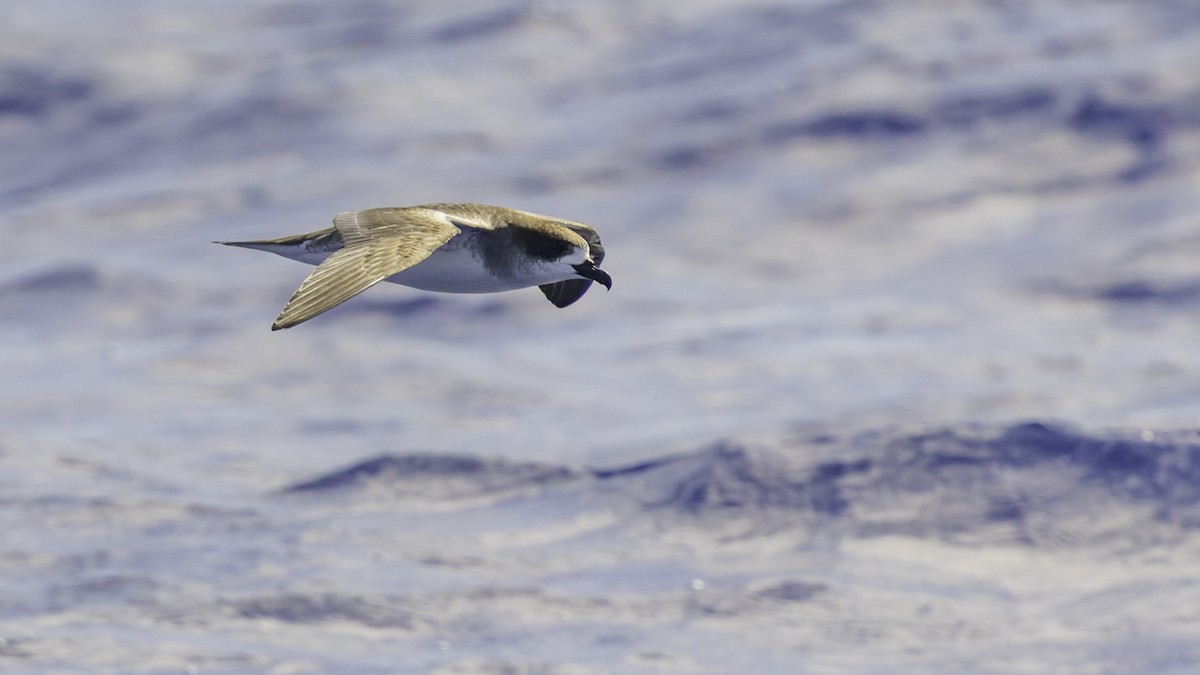 Реюньонский тайфунник - ML647490881