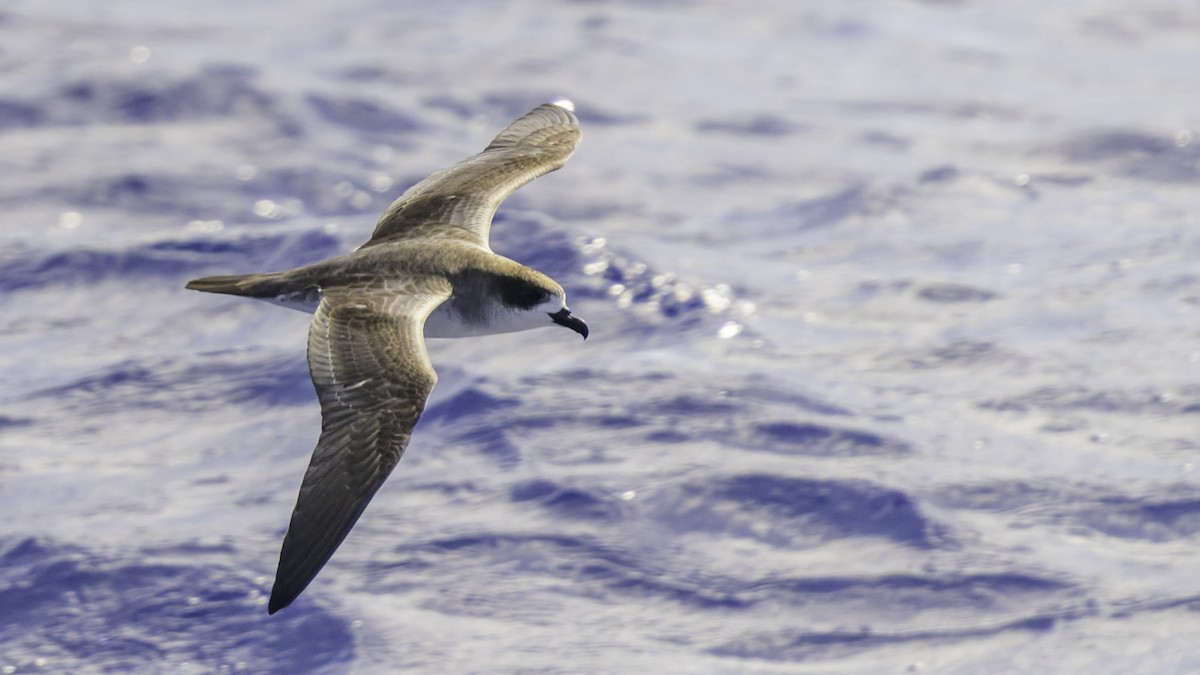 Реюньонский тайфунник - ML647490885