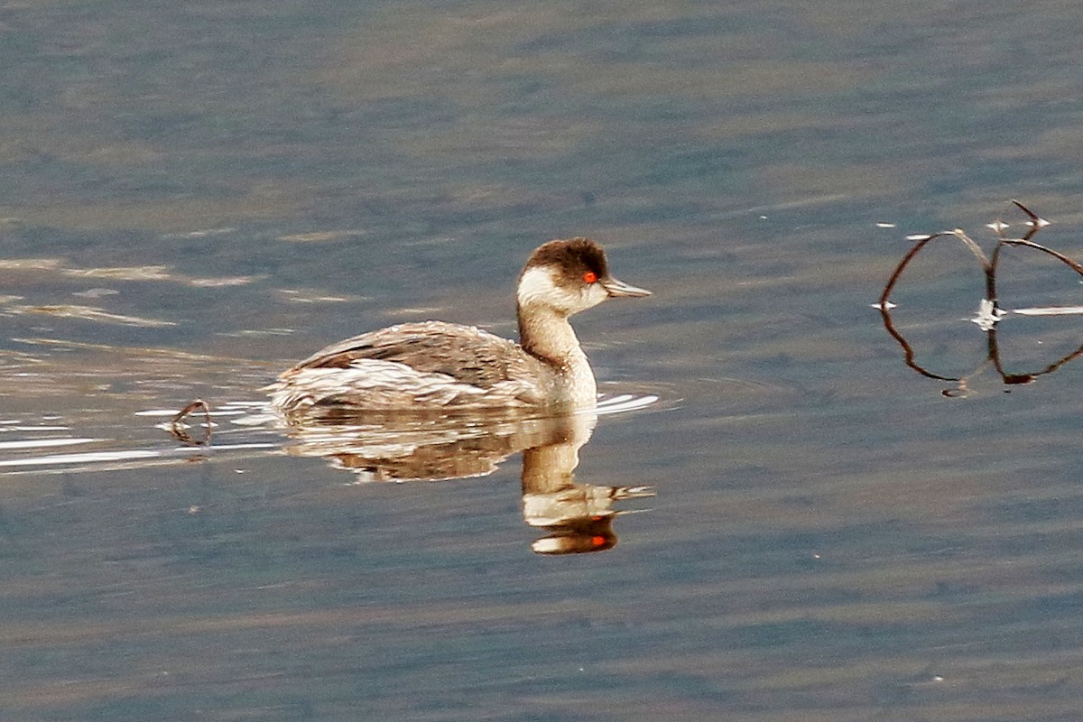 Grèbe à cou noir - ML647490886