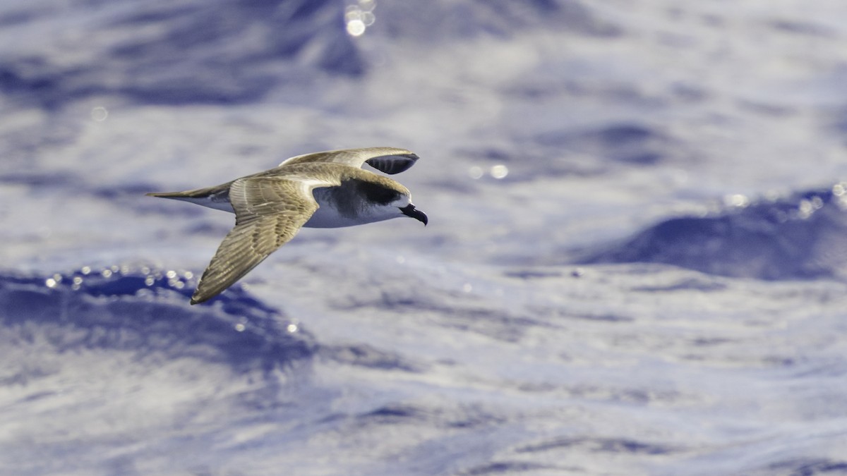 Реюньонский тайфунник - ML647490894