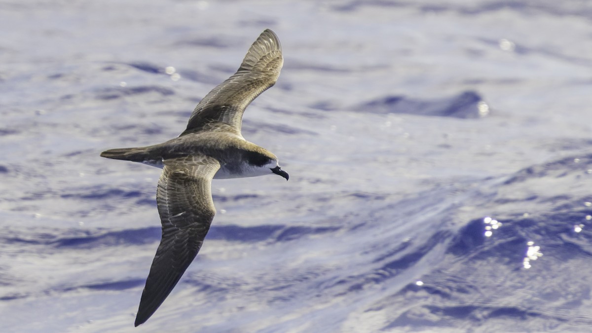 Реюньонский тайфунник - ML647490903