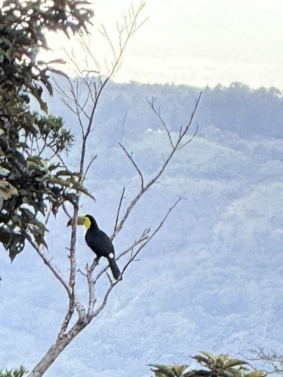 Fischertukan - ML647490904