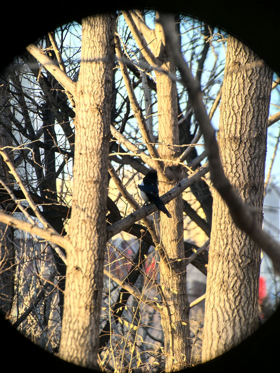 orientskjære - ML647490913