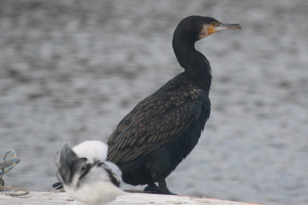 kormorán velký - ML647490915