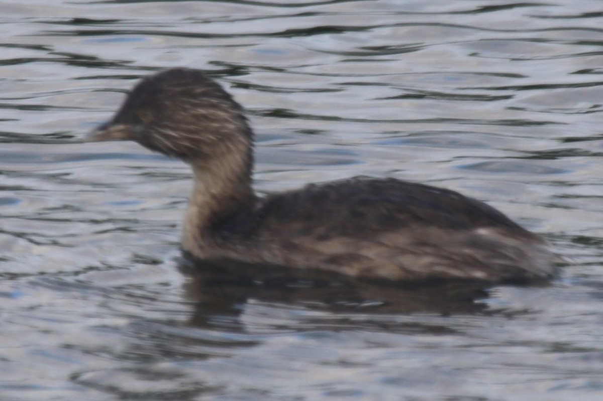 Hoary-headed Grebe - ML647490936