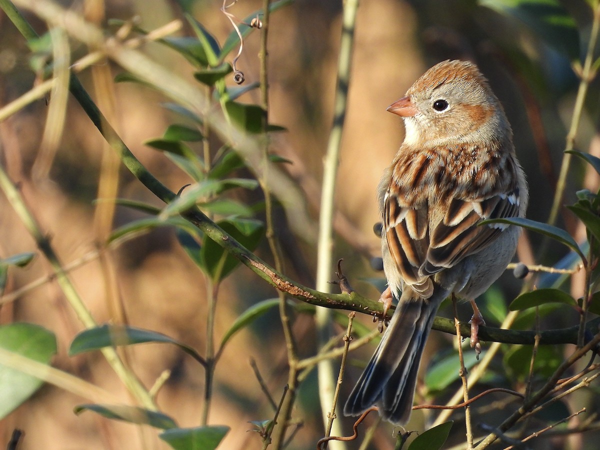 Field Sparrow - ML647490943