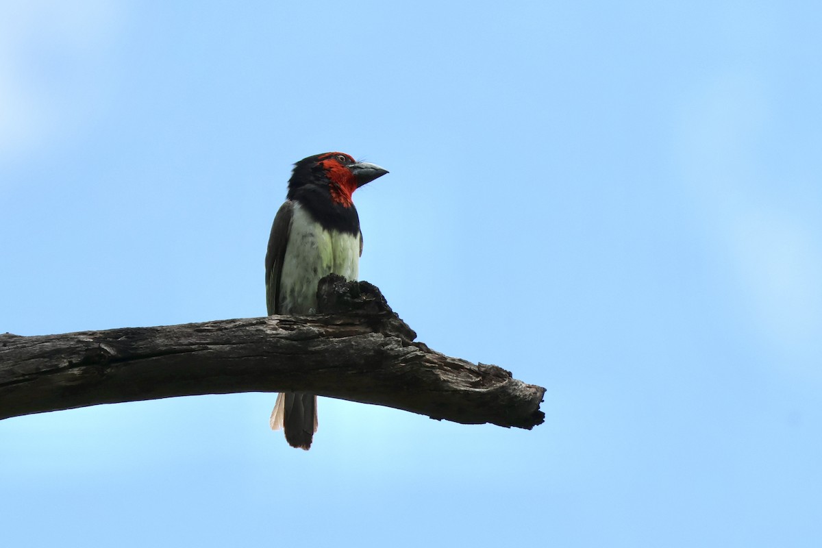 Лібія чорношия - ML647490951