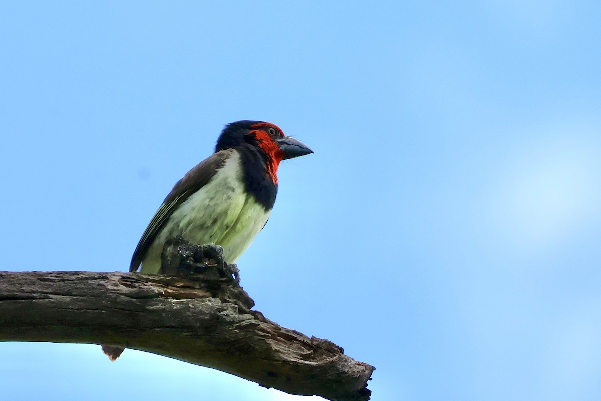 Лібія чорношия - ML647490952