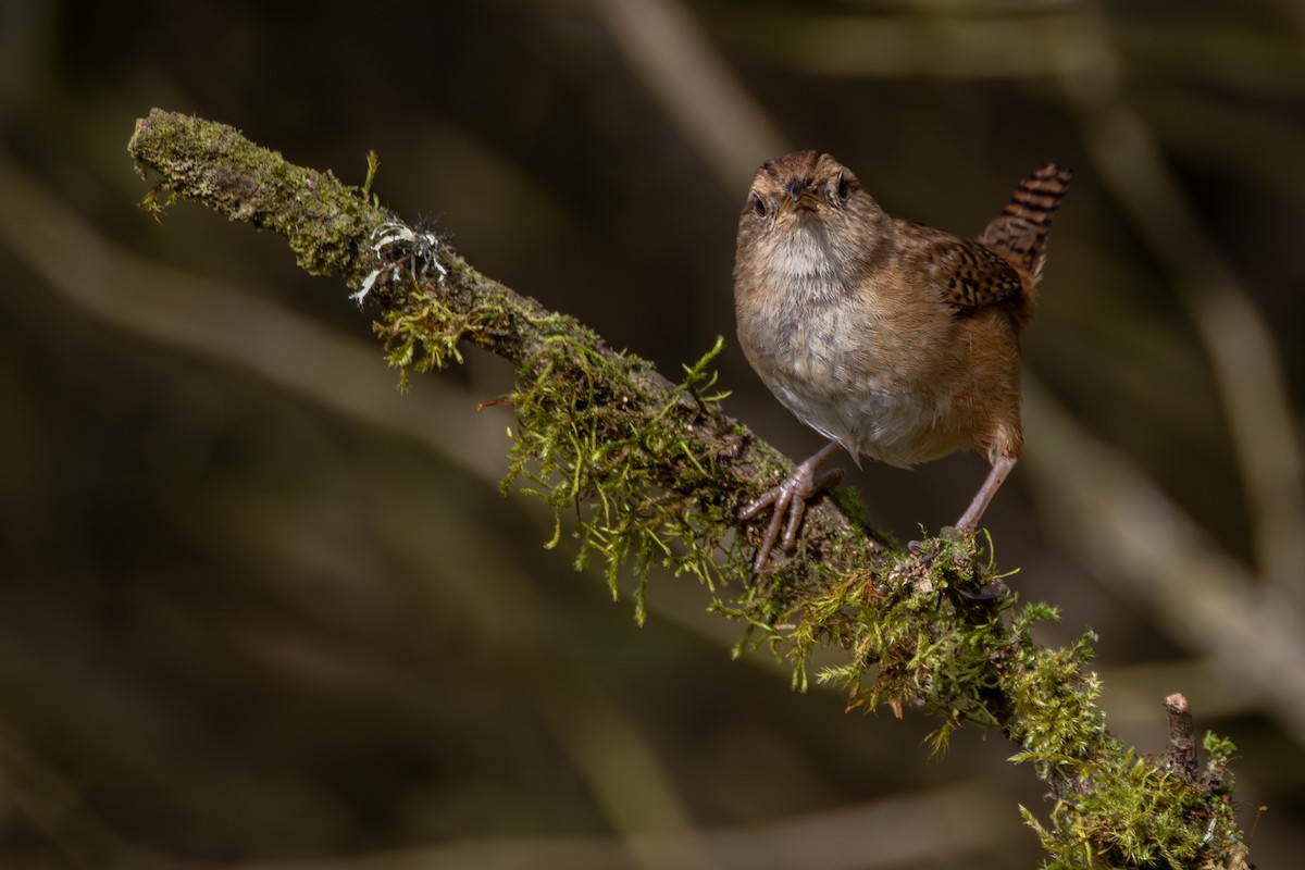 Grass Wren - ML647490985