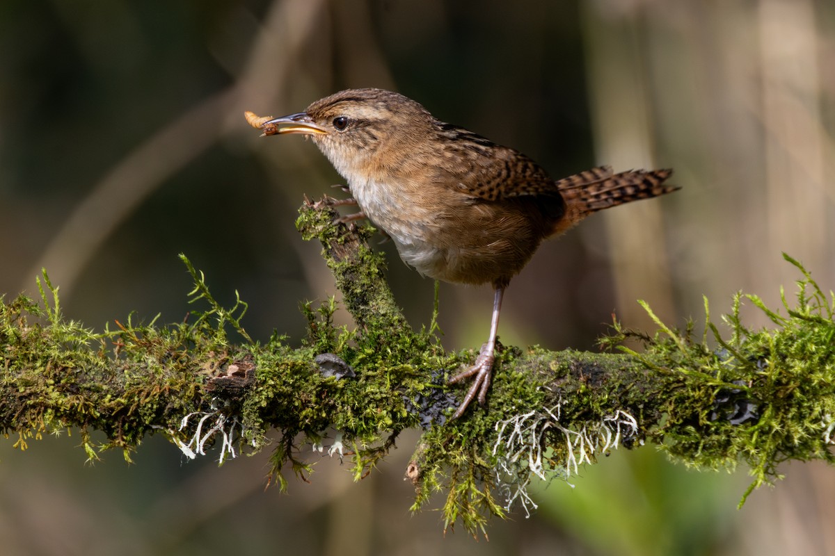 Grass Wren - ML647490986
