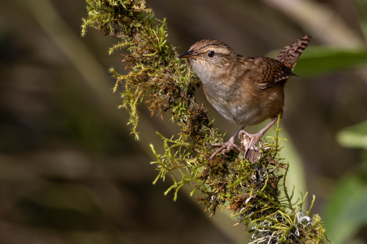 Grass Wren - ML647490988