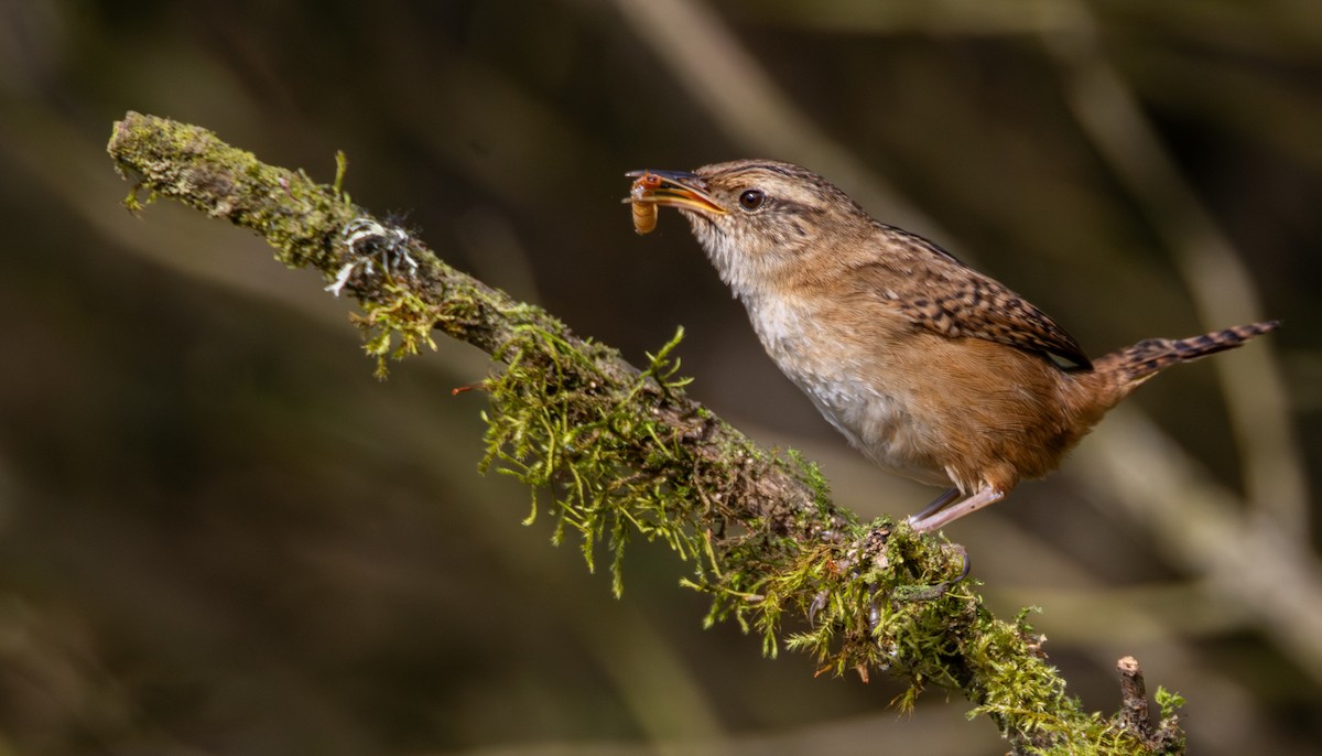Grass Wren - ML647490989
