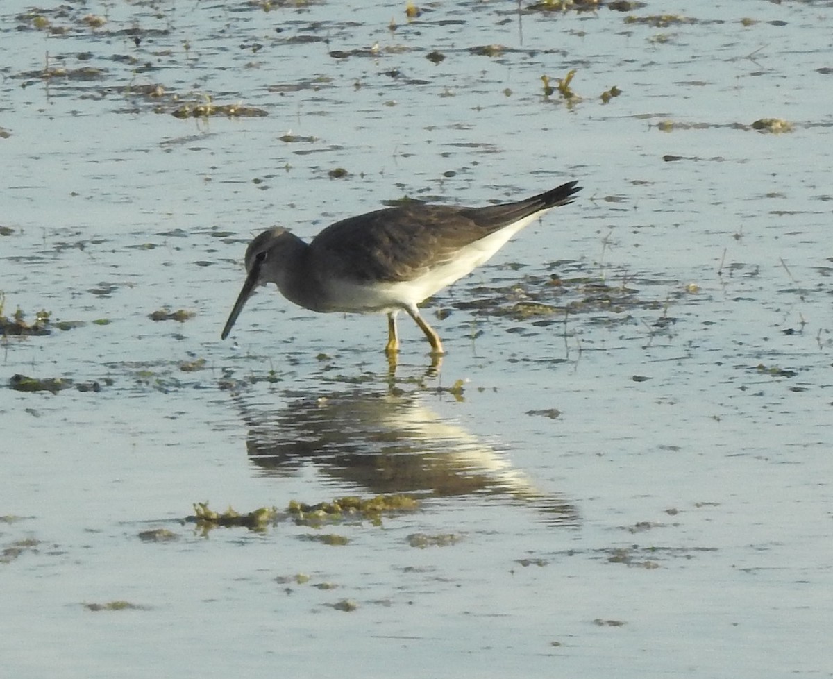 Playero Siberiano - ML647491014