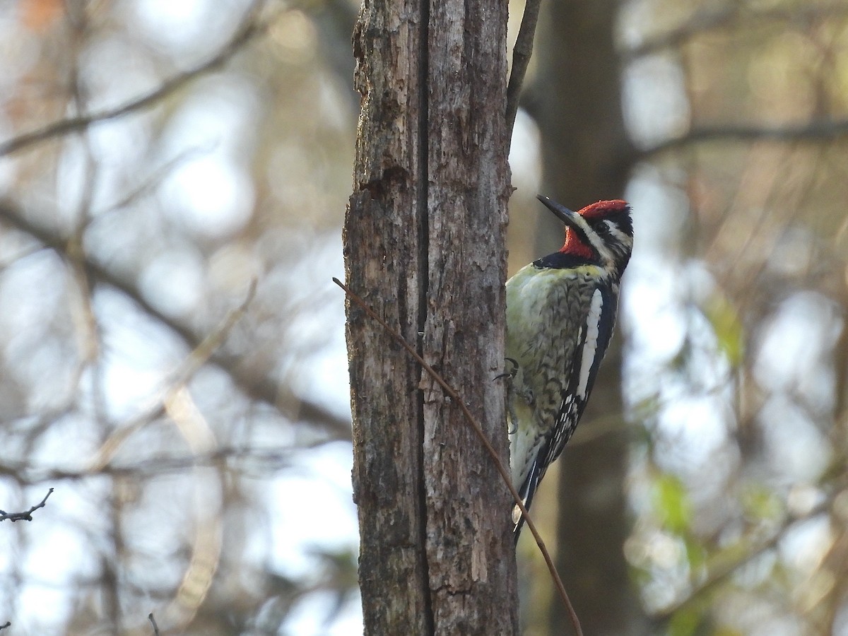 Yellow-bellied Sapsucker - ML647491021