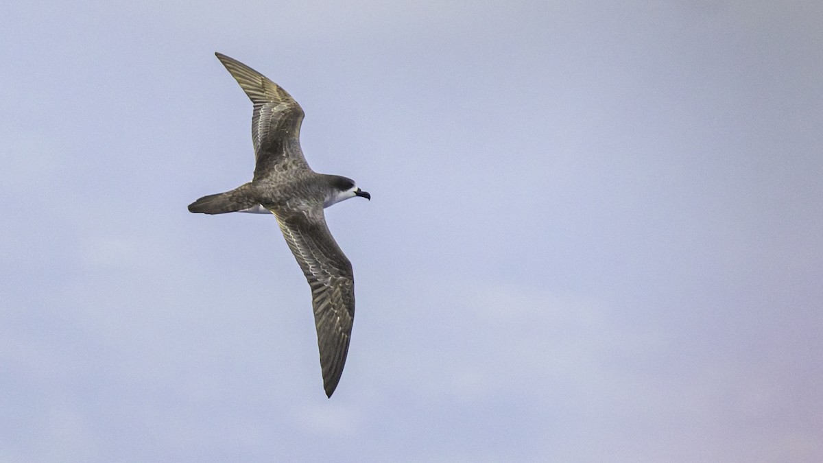 Реюньонский тайфунник - ML647491029