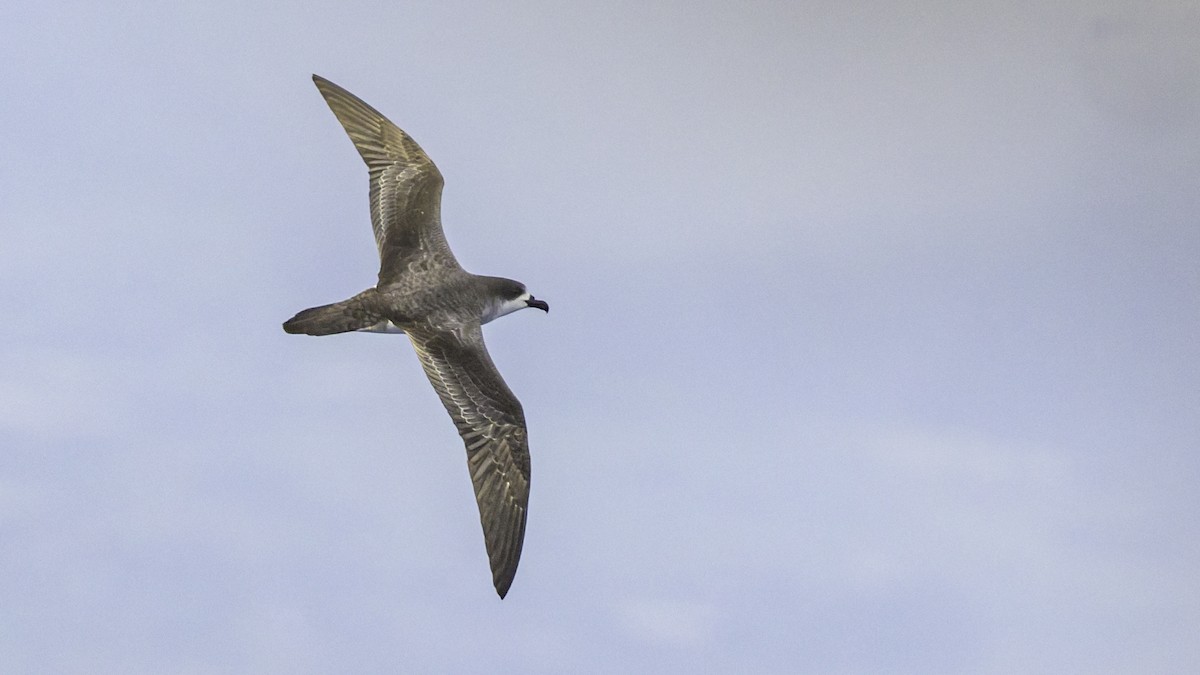 Реюньонский тайфунник - ML647491032