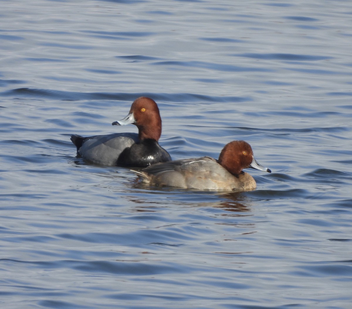 Redhead - ML647491033