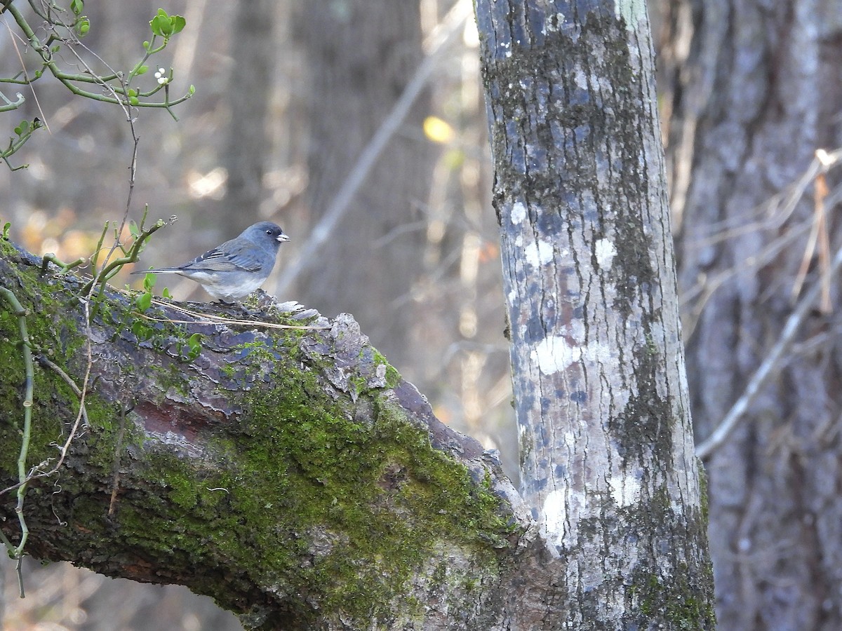 Dark-eyed Junco - ML647491039