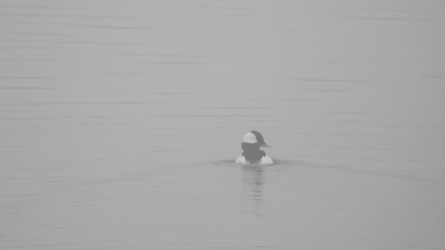 Murgilari buruzuria - ML647491062