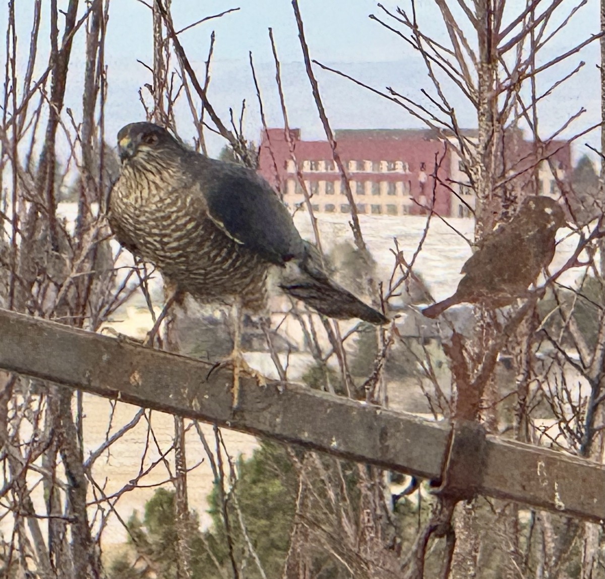 Sharp-shinned/Cooper's Hawk - ML647491066