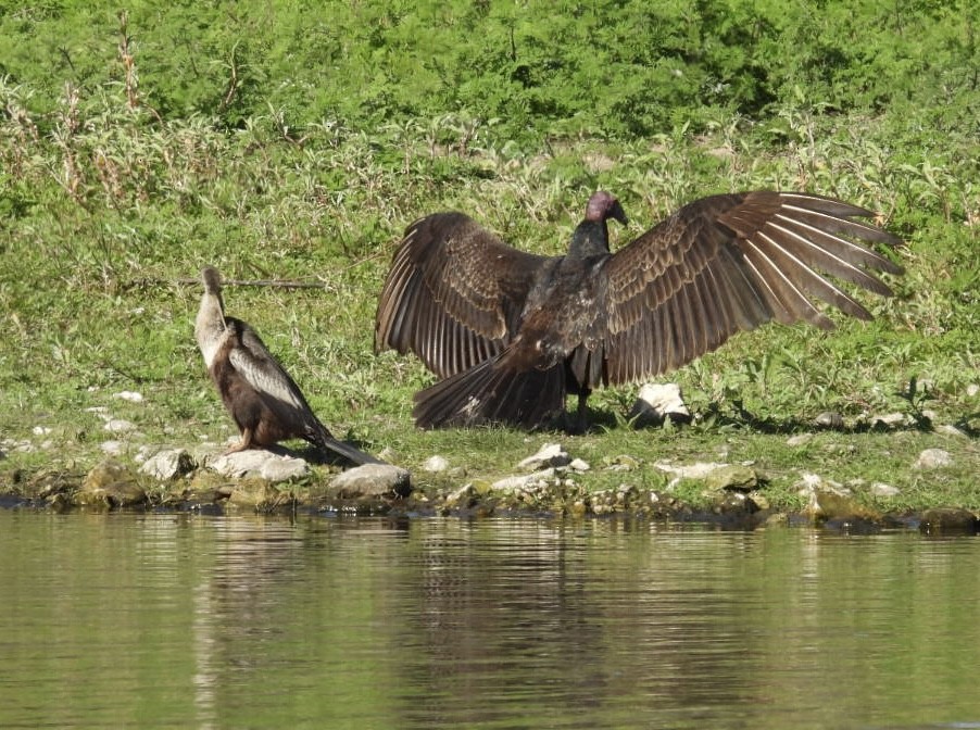 Turkey Vulture - ML647491069
