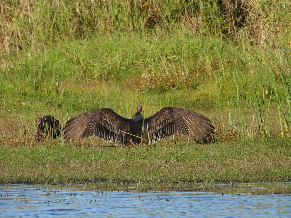 Turkey Vulture - ML647491070