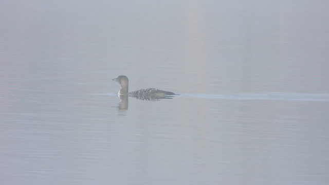 Aliota handia - ML647491097