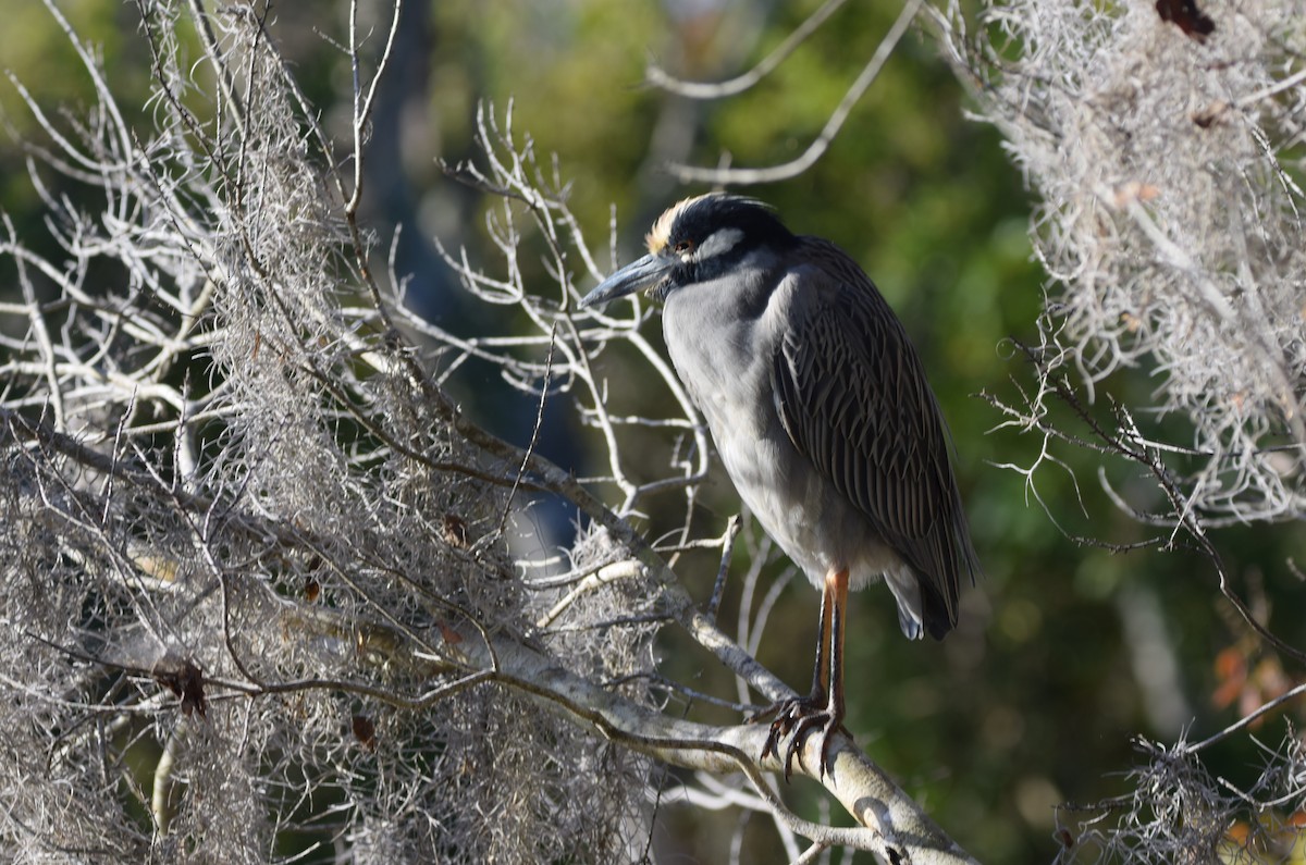 Yellow-crowned Night Heron - ML647491098