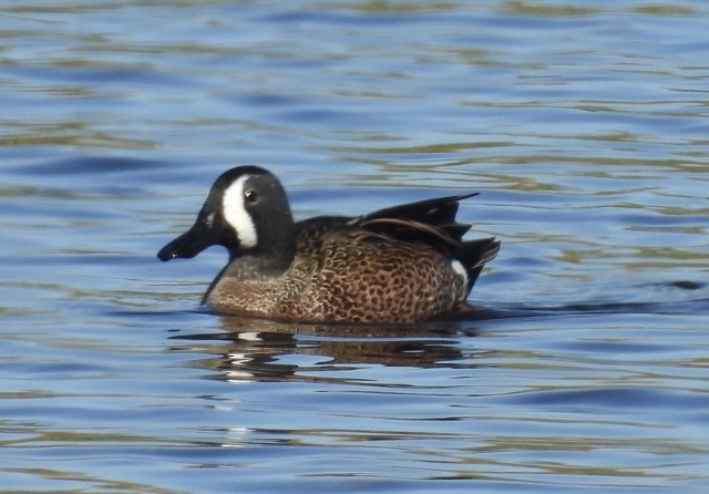 Zertzeta hegalurdina - ML647491103